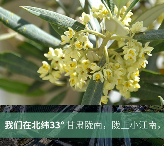 武都的氣候、土壤等與地中海沿岸極其相似，同處于世界頂級(jí)油橄欖黃金生產(chǎn)帶（32°58--33°36）年平均氣溫為14.7°，年日照時(shí)數(shù)1911..